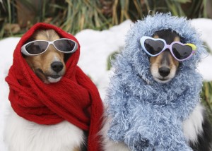 winter_dogs