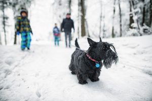 Father and 2 little boys are walking dog in winter forest