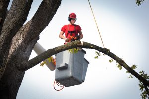 A tree surgeon arborist expert working on removing a tree branch with chain saw and heavy equipment.