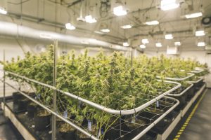Cannabis plants growing in cannabis company growing facility