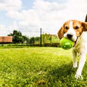 An image of a dog playing in a yard, theme of safety for pets outside