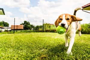 An image of a dog playing in a yard, theme of safety for pets outside